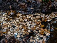 Teppich aus Eichenblätter schwimmt in Moorkanal